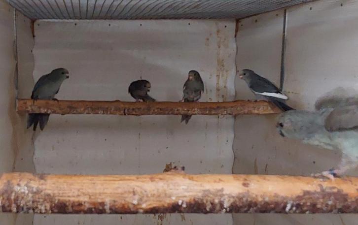 Jonge kakariki en kwkoppels, Animaux & Accessoires, Oiseaux | Perruches & Perroquets, Perruche, Bagué