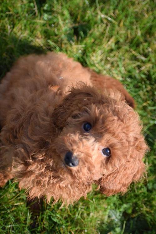Prachtige Poedel pups beschikbaar alle kleuren, Dieren en Toebehoren, Honden | Chihuahua's en Gezelschapshonden, Meerdere dieren