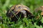 Nakweek Griekse landschildpad, Animaux & Accessoires, Reptiles & Amphibiens, Tortue, 0 à 2 ans