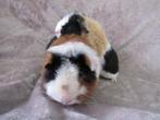 Leuk stel US teddy cavia's, Dieren en Toebehoren, Knaagdieren, Oktober, Meerdere dieren, Cavia