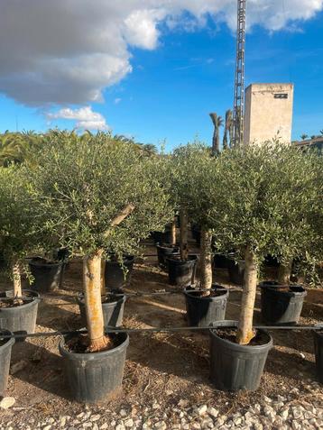 Terras olijfbomen aan stuntprijzen! beschikbaar voor biedingen