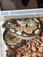1.0 ballpython - axanthic TSK het albino, Slang, Tam, 0 tot 2 jaar
