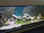 aquariums, Dieren en Toebehoren, Ophalen