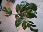 Philodendron dragon tail, Huis en Inrichting, Ophalen