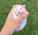 Goudhamster, Dieren en Toebehoren, Knaagdieren, Juni, Hamster