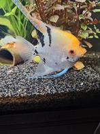 Maanvis, Dieren en Toebehoren, Vissen | Aquariumvissen