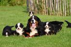 Berner Sennen pups - Stamboom ouders, CDV (hondenziekte), Meerdere, 8 tot 15 weken, Sennenhond