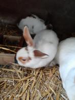 kleine dwergkonijnen voor adoptie, Dieren en Toebehoren, Konijnen, Meerdere dieren, Groot, 0 tot 2 jaar