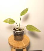 Epipremnum cebu blue, Huis en Inrichting, Kamerplanten, Ophalen
