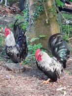 Shabo haantjes, Dieren en Toebehoren, Pluimvee, Mannelijk, Kip