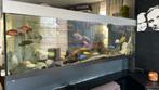 Grand aquarium avec ciclidés, Animaux & Accessoires, Poissons | Aquariums & Accessoires, Comme neuf, Enlèvement ou Envoi