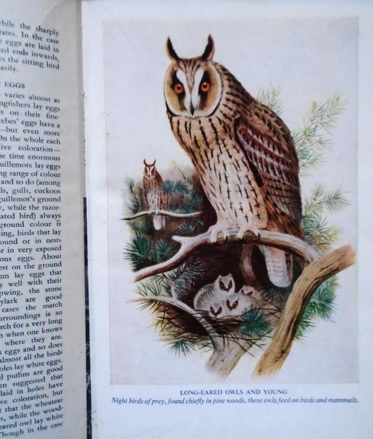 Birds Trees and Flowers Illustrated - 1947 - 1e druk - 384p., Dieren en Toebehoren, Vogels | Parkieten en Papegaaien