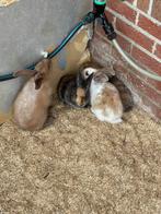 Konijntjes mix Franse Hangoor en Vlaamse Reus, Mei, Meerdere dieren, Overige typen
