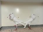 Brunner kroppertjes, Dieren en Toebehoren, Vogels | Duiven