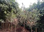 Hoogstammige olijfbomen, Tuin en Terras, Planten | Tuinplanten, Ophalen, Vaste plant, Overige soorten