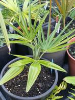 Trachycarpus fortunei x princeps, Tuin en Terras, Planten | Bomen, Ophalen, Volle zon, Palmboom