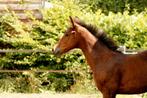 Hengstenveulen GUNSTIG GEPRIJSD, Dieren en Toebehoren, Paarden, Springpaard, Minder dan 160 cm, Gechipt, 0 tot 2 jaar