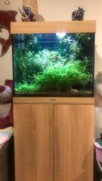 Juwel aquarium van 120 liter met mix’s van vissen, Dieren en Toebehoren, Ophalen, Zo goed als nieuw, Gevuld zoetwateraquarium