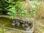 Catalpa, Ophalen, In pot, Dakboom, Minder dan 100 cm