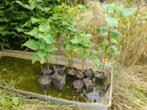 Catalpa, Tuin en Terras, Ophalen, In pot, Dakboom, Minder dan 100 cm