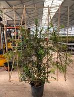 Osmanthus burkwoodii leischerm (groenblijvend), Tuin en Terras, Planten | Struiken en Hagen, Ophalen, Bamboe, Haag