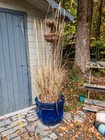 Groot aantal planten, potten, decoratieve artikelen te koop, Ophalen