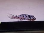 L236 Super White 4cm, Dieren en Toebehoren, Vissen | Aquariumvissen