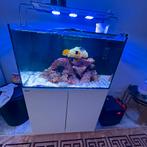 Red sea, Ophalen, Zo goed als nieuw