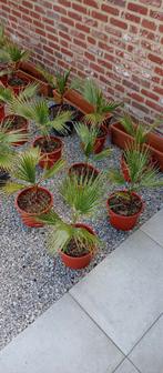 Washingtonia robusta palmboom, Tuin en Terras, Planten | Tuinplanten, Winter, Ophalen of Verzenden