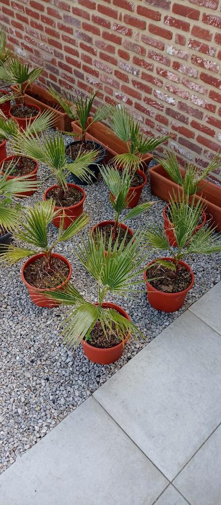 Washingtonia robusta palmboom, Jardin & Terrasse, Plantes | Jardin, Hiver, Enlèvement ou Envoi