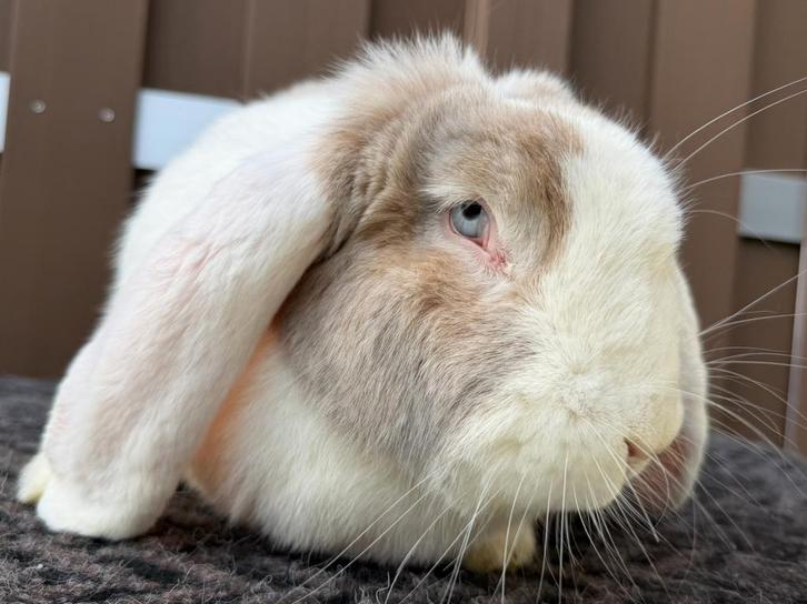 Volwassen Franse Hangoor voedsters *mogelijk drachtig*, Dieren en Toebehoren, Konijnen, Groot, Vrouwelijk, 0 tot 2 jaar, Hangoor