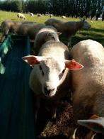 Jonge texel rammen en ooien te koop., Animaux & Accessoires, Moutons, Chèvres & Cochons, Mouton, Plusieurs animaux, 0 à 2 ans