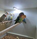 5 Rosseicolli 2025, Geslacht onbekend, Geringd