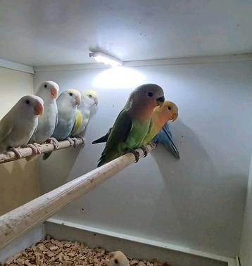 5 Rosseicolli 2025 beschikbaar voor biedingen