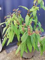 Viburnum rhytidophyllum, Tuin en Terras, Planten | Struiken en Hagen, Overige soorten, Minder dan 100 cm, Struik, Ophalen