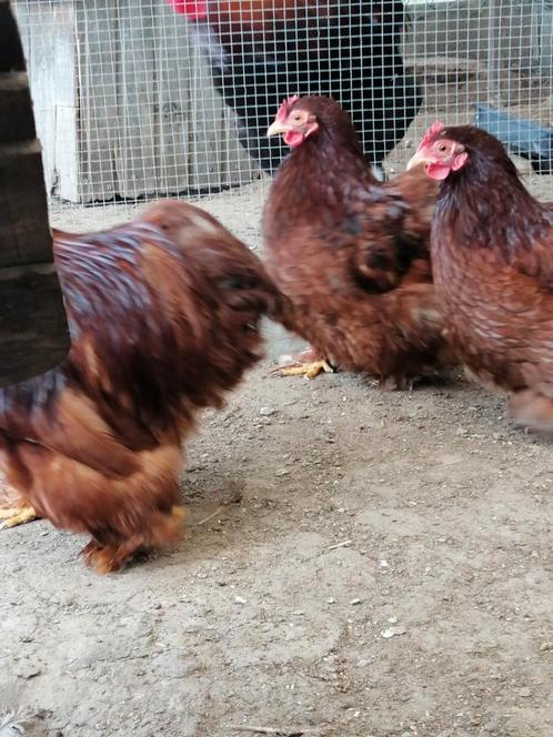 Broedeieren beschikbaar van verschillende rassen, Dieren en Toebehoren, Pluimvee