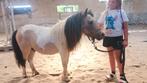 Beleerde shetlander hengst, Hengst