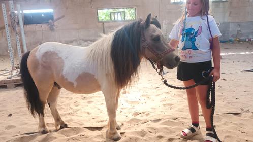 Beleerde shetlander hengst, Dieren en Toebehoren, Paarden en Pony's | Dekhengsten en Fokmerries, Hengst
