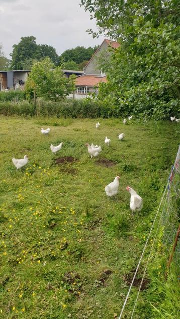 Poule de bresse gauloise blanche uit bressestreek, Dieren en Toebehoren