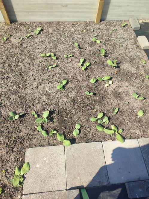 Pompoen plantjes, Tuin en Terras, Planten | Tuinplanten, Eenjarig, Groenteplanten, Ophalen