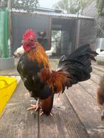 Serama haantje, Dieren en Toebehoren, Pluimvee, Mannelijk, Kip