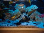 Juwel Rio 180 met cichliden,zie omschrijving, Dieren en Toebehoren, Ophalen, Zo goed als nieuw