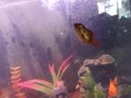 Goud vis ruilen tege guppy, Dieren en Toebehoren, Vissen | Aquariumvissen, Vis