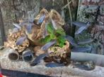 Cycliden uit Malawi, Dieren en Toebehoren, Vissen | Aquariumvissen, Vis, Zoetwatervis