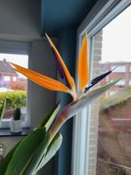 Strelitzia Reginae -paradijsvogelplant, Tuin en Terras, Planten | Tuinplanten, Vaste plant, Halfschaduw, Herfst, Ophalen