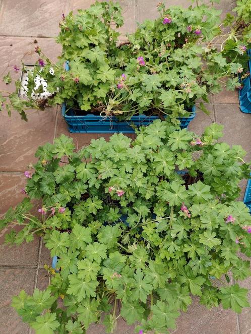 Zeer grote tuingeraniums (Geranium Macrorrhizum), Mortsel, Tuin en Terras, Planten | Tuinplanten, Vaste plant, Halfschaduw, Ophalen