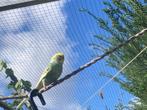 Grasparkiet, Dieren en Toebehoren, Vogels | Parkieten en Papegaaien, Mannelijk, Parkiet
