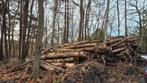 Boomstammen voor brandhout, 6 m³ ou plus, Enlèvement, Autres essences de bois, Troncs d'arbres