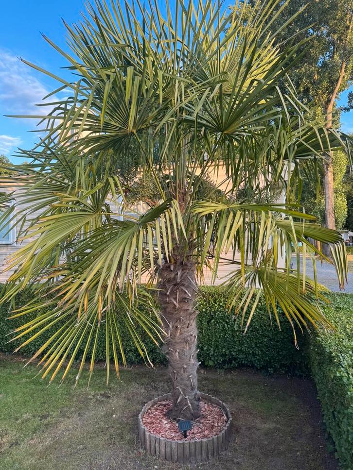 Winrerharde palmbomen, Tuin en Terras, Planten | Bomen, Palmboom, Ophalen