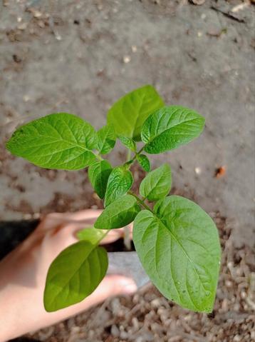 Amarilla Cherry | Tomaat Planten  beschikbaar voor biedingen